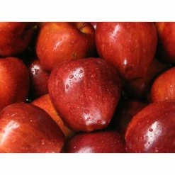 Online Orchards Dwarf Red Delicious Apple Tree Bare Root -Online Orchards store online orchards fruit plants ftap005 1f 1000