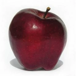 Online Orchards Dwarf Red Delicious Apple Tree Bare Root -Online Orchards store online orchards fruit plants ftap005 44 1000