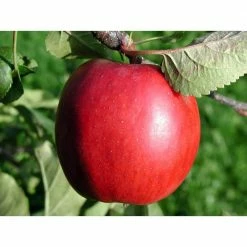 Online Orchards Dwarf Red Delicious Apple Tree Bare Root