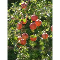 Online Orchards Dwarf Braeburn Apple Tree Bare Root 7 Online Orchards Dwarf Braeburn Apple Tree Bare Root -Online Orchards store online orchards fruit plants ftap006 44 1000