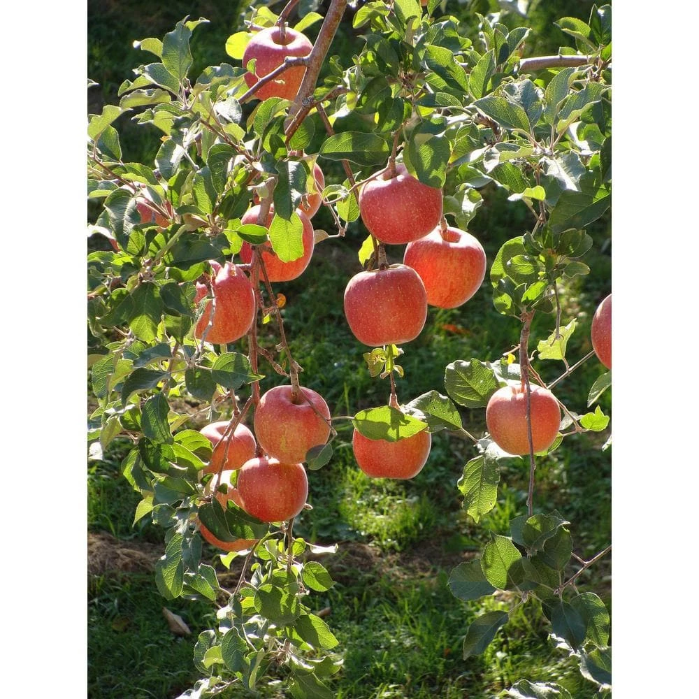 Online Orchards Dwarf Braeburn Apple Tree Bare Root 4 Online Orchards Dwarf Braeburn Apple Tree Bare Root - Image 4