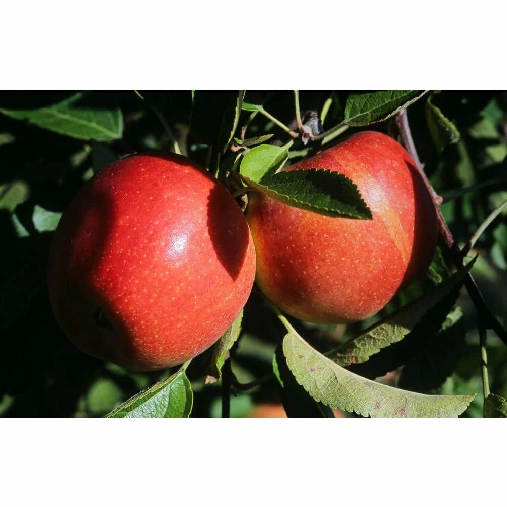 Online Orchards Dwarf Braeburn Apple Tree Bare Root 1 Online Orchards Dwarf Braeburn Apple Tree Bare Root