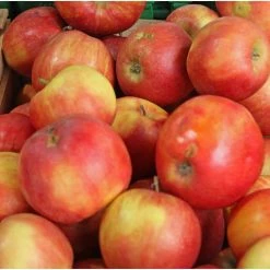 Online Orchards Jonagold Apple Tree Bare Root 8 Online Orchards Jonagold Apple Tree Bare Root -Online Orchards store online orchards fruit plants ftap007 1f 1000