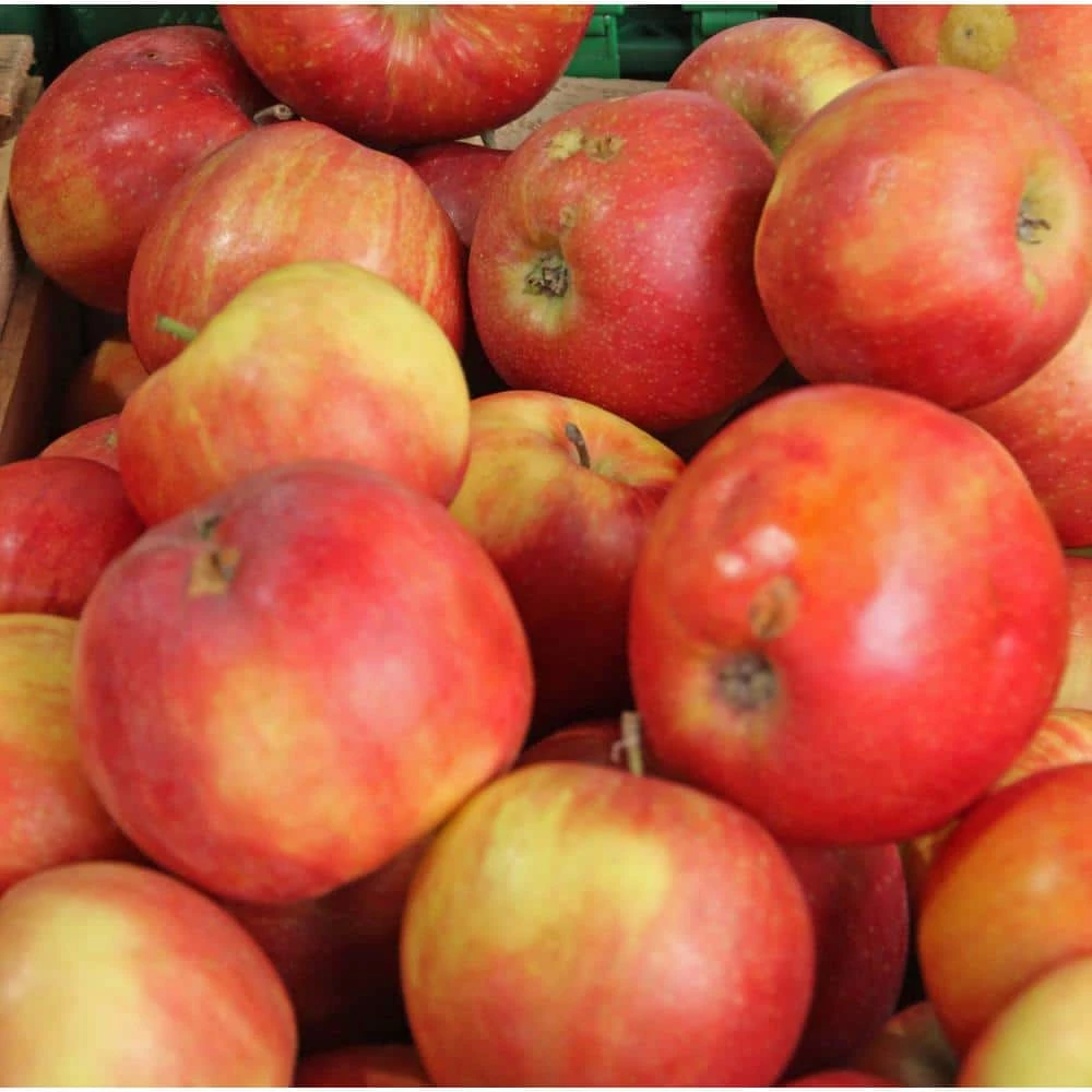 Online Orchards Jonagold Apple Tree Bare Root 4 Online Orchards Jonagold Apple Tree Bare Root - Image 4