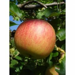 Online Orchards Jonagold Apple Tree Bare Root 9 Online Orchards Jonagold Apple Tree Bare Root -Online Orchards store online orchards fruit plants ftap007 44 1000