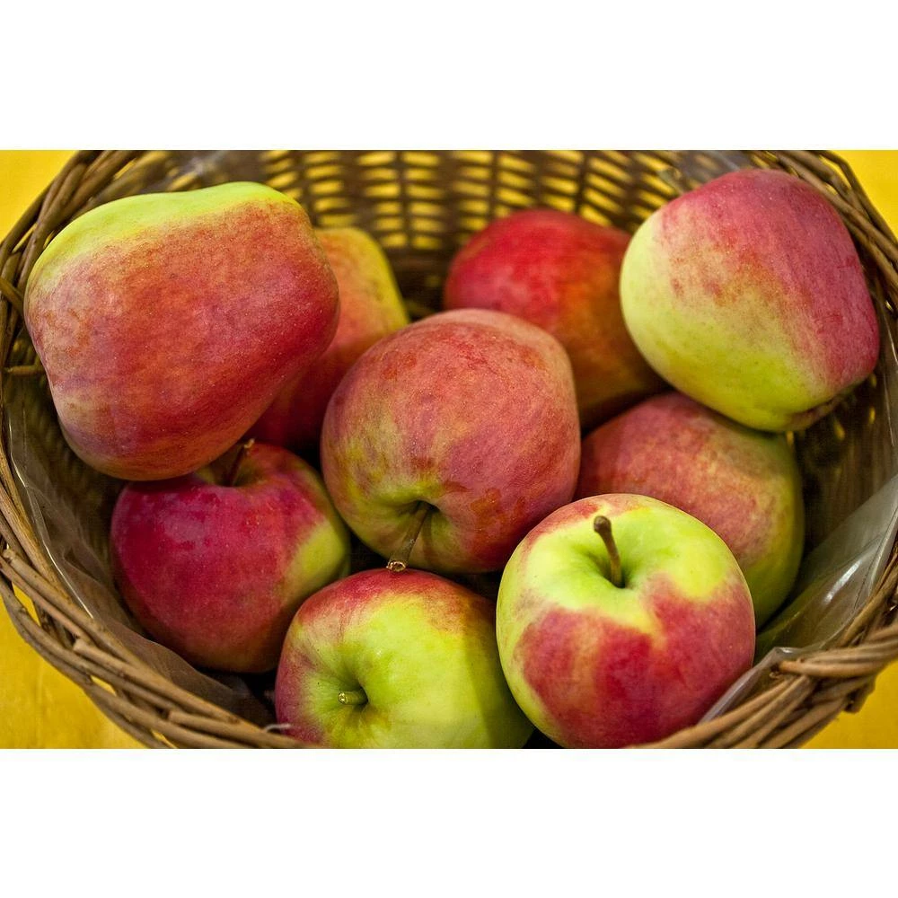 Online Orchards Jonagold Apple Tree Bare Root 3 Online Orchards Jonagold Apple Tree Bare Root - Image 3