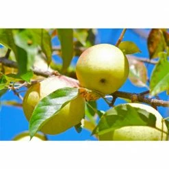 Online Orchards Golden Delicious Apple Tree Bare Root 8 Online Orchards Golden Delicious Apple Tree Bare Root -Online Orchards store online orchards fruit plants ftap008 1f 1000