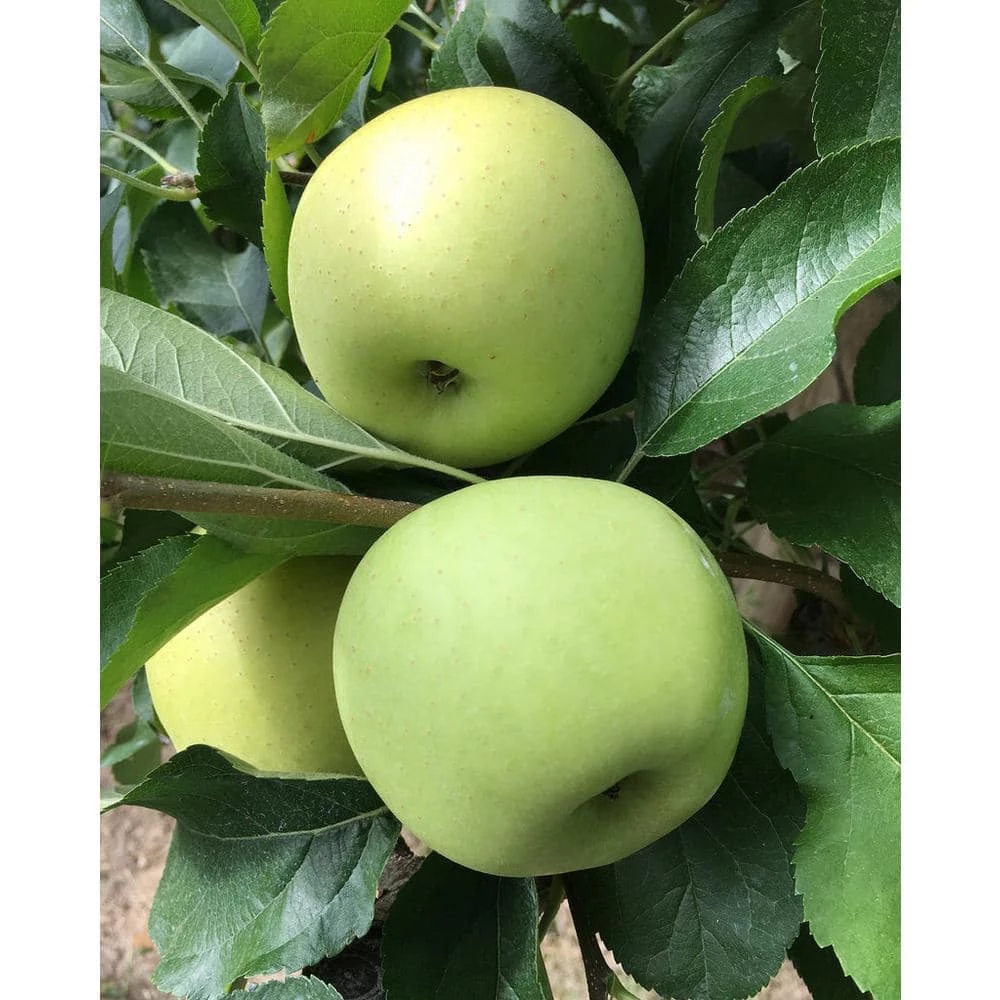 Online Orchards Golden Delicious Apple Tree Bare Root 5 Online Orchards Golden Delicious Apple Tree Bare Root - Image 5