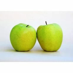 Online Orchards Golden Delicious Apple Tree Bare Root 7 Online Orchards Golden Delicious Apple Tree Bare Root -Online Orchards store online orchards fruit plants ftap008 4f 1000