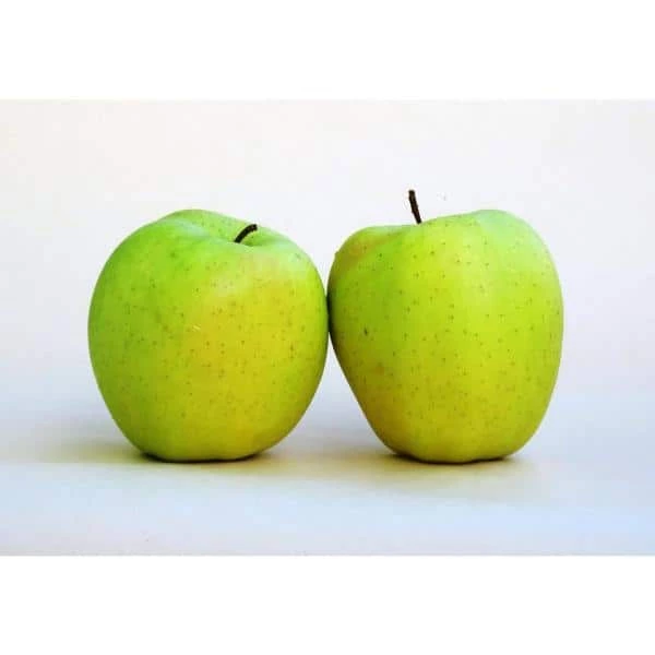 Online Orchards Golden Delicious Apple Tree Bare Root 3 Online Orchards Golden Delicious Apple Tree Bare Root - Image 3