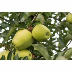 Online Orchards Golden Delicious Apple Tree Bare Root
