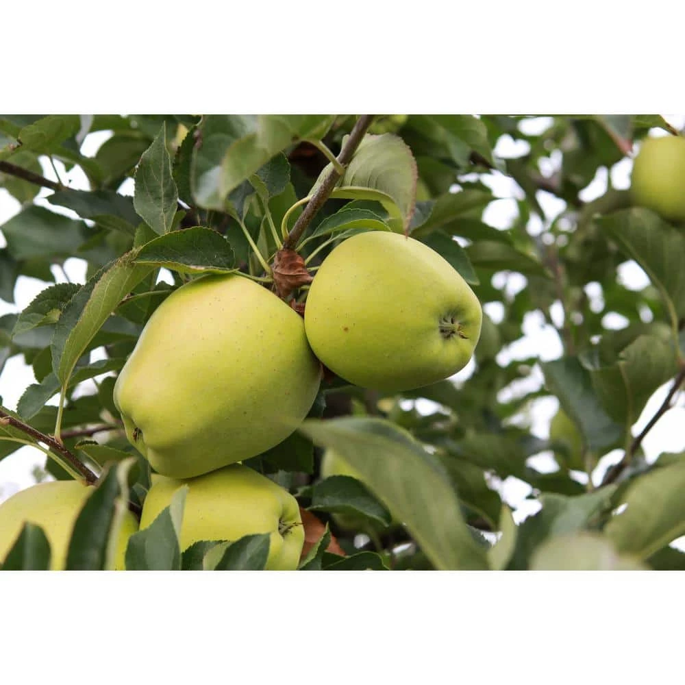 Online Orchards Golden Delicious Apple Tree Bare Root 1 Online Orchards Golden Delicious Apple Tree Bare Root