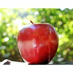Online Orchards Dwarf Red McIntosh Apple Tree Bare Root -Online Orchards store online orchards fruit plants ftap009 1f 1000