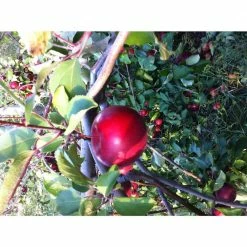 Online Orchards Dwarf Red McIntosh Apple Tree Bare Root -Online Orchards store online orchards fruit plants ftap009 44 1000