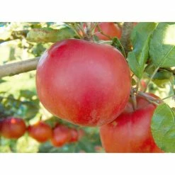 Online Orchards Dwarf Red McIntosh Apple Tree Bare Root
