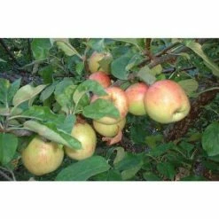 Online Orchards Gravenstein Apple Tree Bare Root -Online Orchards store online orchards fruit plants ftap010 1f 1000