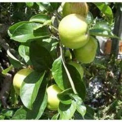 Online Orchards Gravenstein Apple Tree Bare Root -Online Orchards store online orchards fruit plants ftap010 44 1000