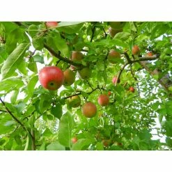 Online Orchards Beverly HIlls Apple Tree Bare Root 7 Online Orchards Beverly HIlls Apple Tree Bare Root -Online Orchards store online orchards fruit plants ftap011 1f 1000