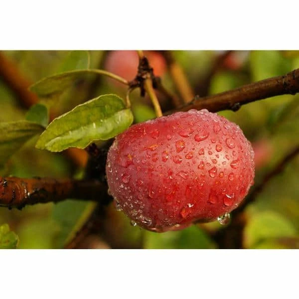 Online Orchards Beverly HIlls Apple Tree Bare Root 3 Online Orchards Beverly HIlls Apple Tree Bare Root - Image 3