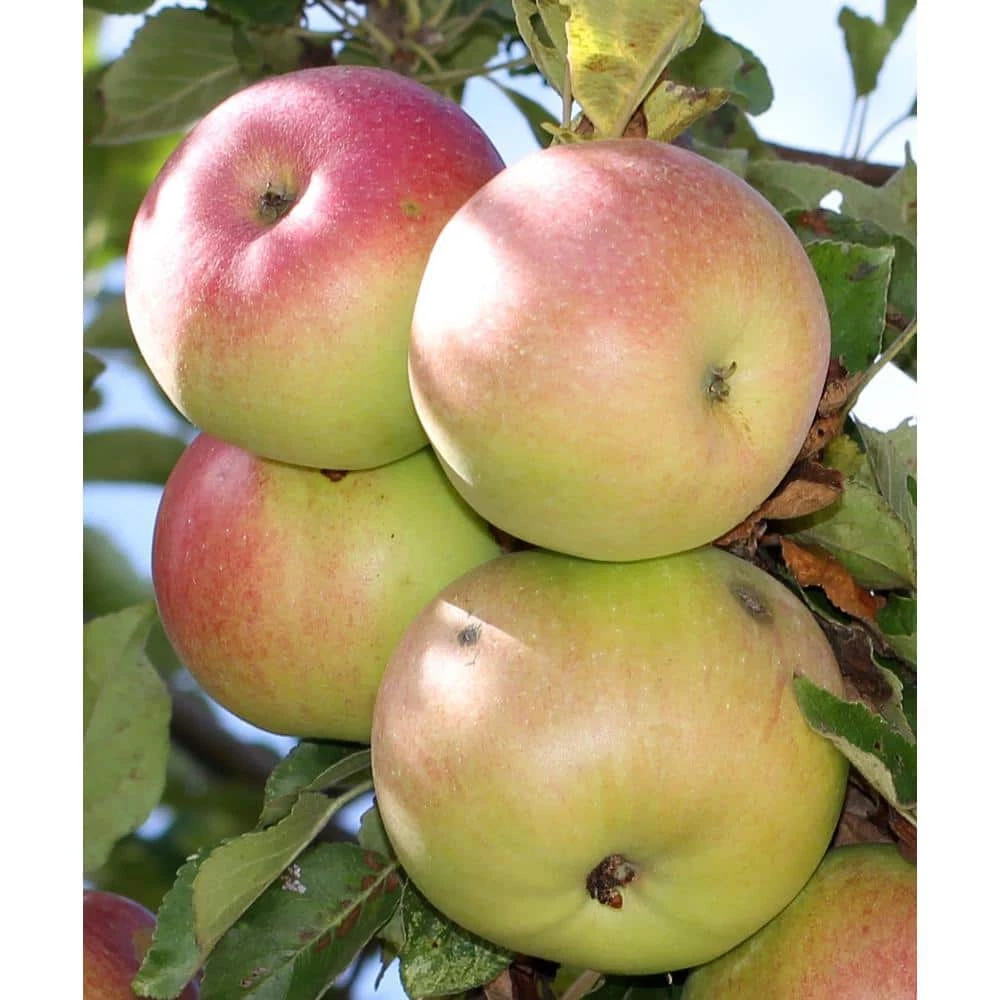 Online Orchards Beverly HIlls Apple Tree Bare Root 1 Online Orchards Beverly HIlls Apple Tree Bare Root