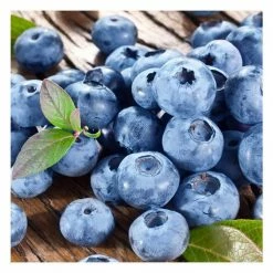 Online Orchards 1 Gal. Bluecrop Blueberry Plant (2-Pack) 5 Online Orchards 1 Gal. Bluecrop Blueberry Plant (2-Pack) -Online Orchards store online orchards fruit plants sbvc001 4f 1000