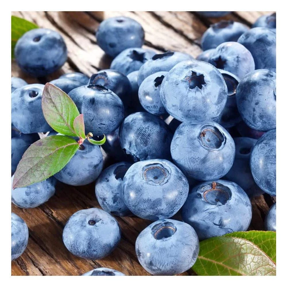 Online Orchards 1 Gal. Bluecrop Blueberry Plant (2-Pack) 3 Online Orchards 1 Gal. Bluecrop Blueberry Plant (2-Pack) - Image 3