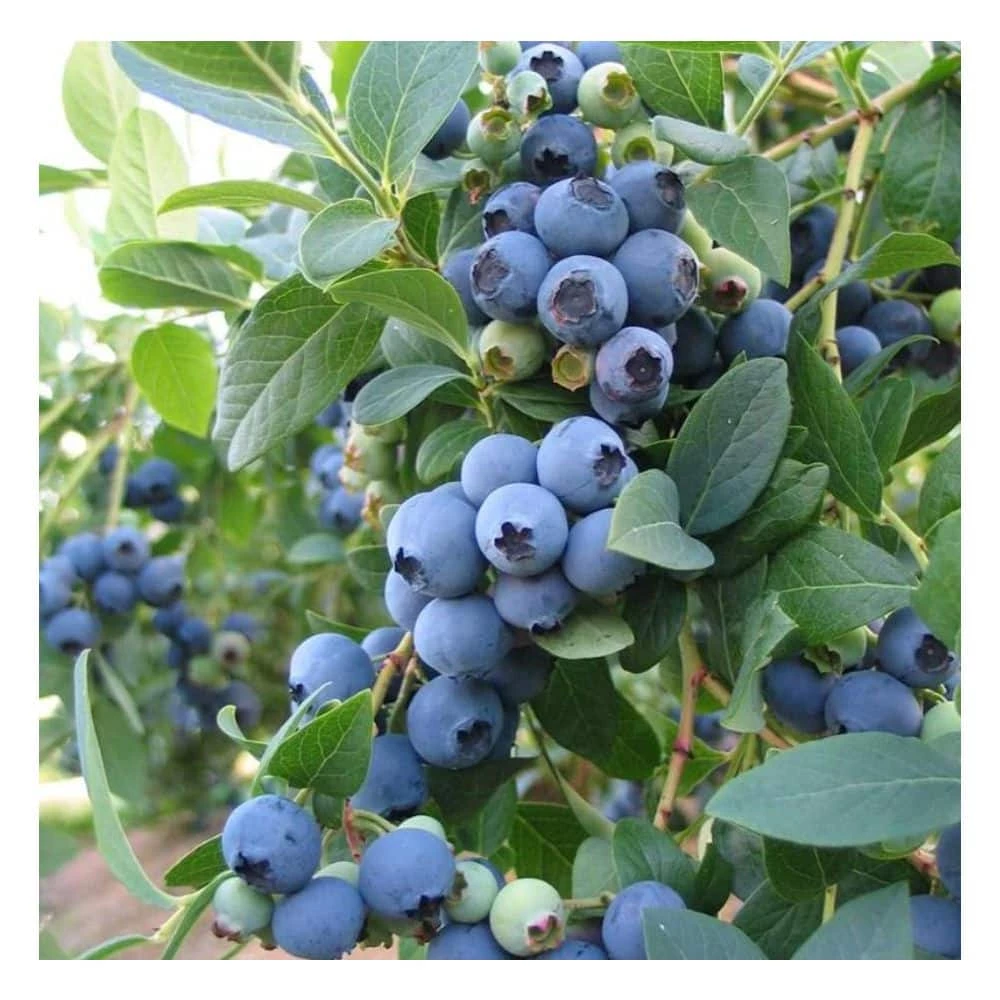 Online Orchards 1 Gal. Bluecrop Blueberry Plant (2-Pack) 2 Online Orchards 1 Gal. Bluecrop Blueberry Plant (2-Pack) - Image 2