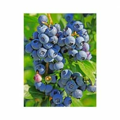 Online Orchards 1 Gal. Duke Blueberry Plant (2-Pack) -Online Orchards store online orchards fruit plants sbvc002 4f 1000