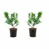 Online Orchards 1 Gal. Duke Blueberry Plant (2-Pack)