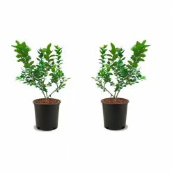Online Orchards 1 Gal. Duke Blueberry Plant (2-Pack)