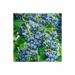 Online Orchards 1 Gal. Elliot Blueberry Plant (2-Pack) -Online Orchards store online orchards fruit plants sbvc003 4f 1000