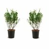 Online Orchards 1 Gal. Elliot Blueberry Plant (2-Pack)