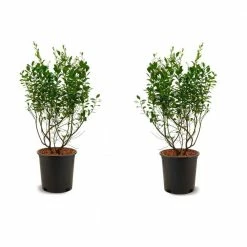 Online Orchards 1 Gal. Elliot Blueberry Plant (2-Pack)