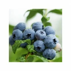 Online Orchards 1 Gal. Cold Hardy Polaris Arctic Blueberry Plant (2-Pack) -Online Orchards store online orchards fruit plants sbvc004 4f 1000