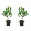 Online Orchards 1 Gal. Cold Hardy Polaris Arctic Blueberry Plant (2-Pack)