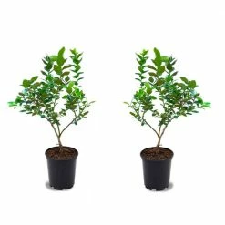 Online Orchards 1 Gal. Cold Hardy Polaris Arctic Blueberry Plant (2-Pack)