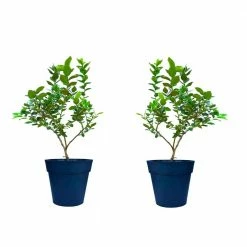 Online Orchards 1 Gal. Twice Bearing Sweetheart Blueberry Plant (2-Pack)