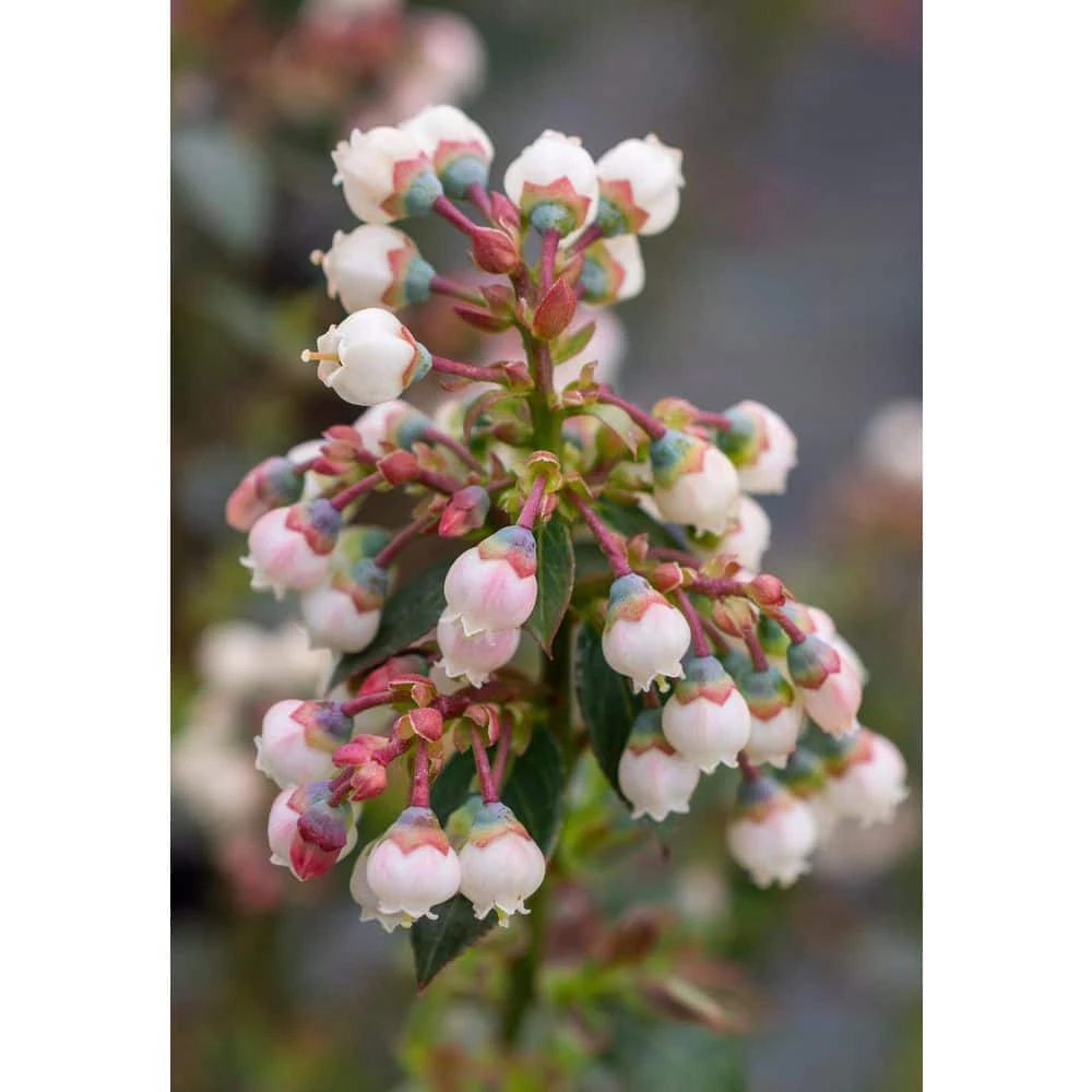 Online Orchards 1 Gal. Peach Sorbet Blueberry Plant (2-Pack) 3 Online Orchards 1 Gal. Peach Sorbet Blueberry Plant (2-Pack) - Image 3