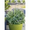 Online Orchards 1 Gal. Peach Sorbet Blueberry Plant (2-Pack)