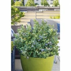 Online Orchards 1 Gal. Peach Sorbet Blueberry Plant (2-Pack)