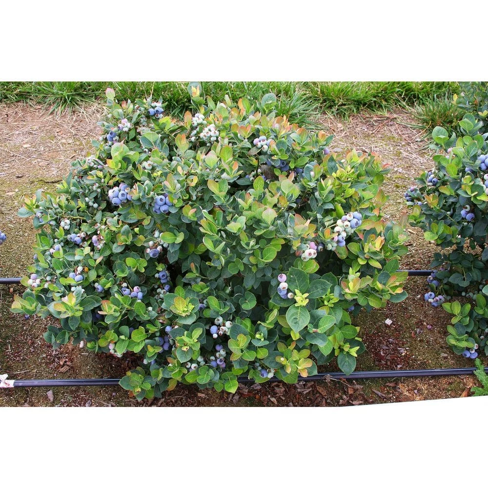 Online Orchards 1 Gal. Peach Sorbet Blueberry Plant (2-Pack) 2 Online Orchards 1 Gal. Peach Sorbet Blueberry Plant (2-Pack) - Image 2