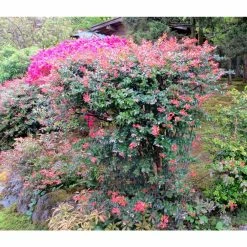 Online Orchards 1 Gal. Pacific Evergeen Huckleberry Plant -Online Orchards store online orchards fruit plants sbvc010 4f 1000