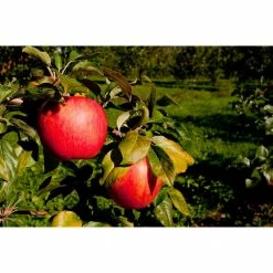 Online Orchards Dwarf Honeycrisp Apple Tree Bare Root -Online Orchards store online orchards fruit trees apple 1f 1000