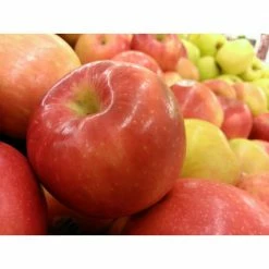 Online Orchards Dwarf Honeycrisp Apple Tree Bare Root -Online Orchards store online orchards fruit trees apple 44 1000