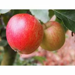 Online Orchards Dwarf Honeycrisp Apple Tree Bare Root -Online Orchards store online orchards fruit trees apple 4f 1000