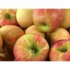 Online Orchards Dwarf Honeycrisp Apple Tree Bare Root