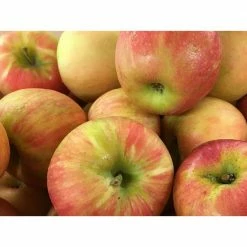 Online Orchards Dwarf Honeycrisp Apple Tree Bare Root