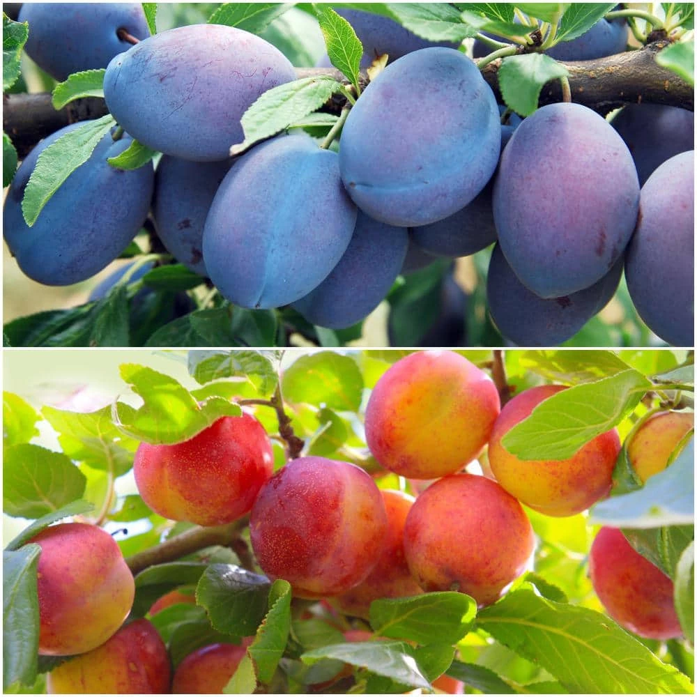 Online Orchards Double Plum Twist Bare Root Tree with 2 Different Plum Varieties Growing On 1 Tree 1 Online Orchards Double Plum Twist Bare Root Tree with 2 Different Plum Varieties Growing On 1 Tree