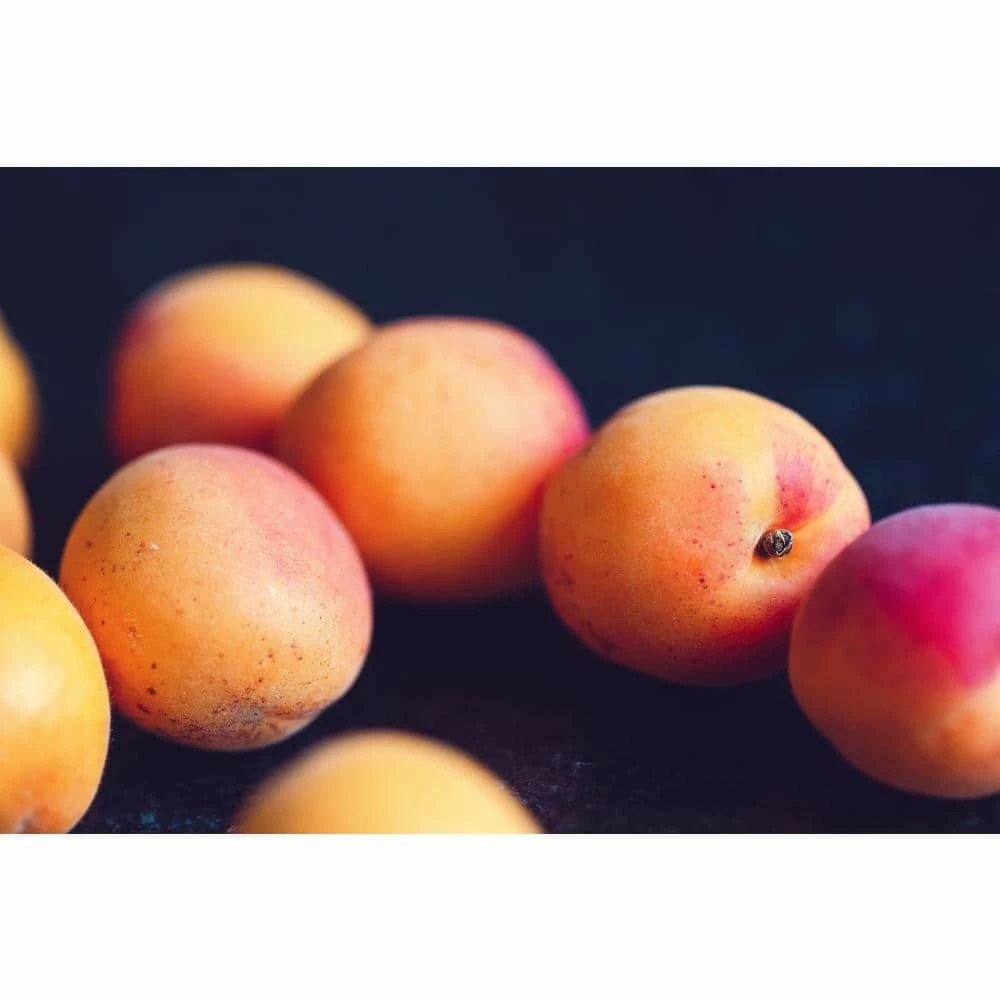 Online Orchards Dwarf Goldcot Apricot Tree Bare Root 5 Online Orchards Dwarf Goldcot Apricot Tree Bare Root - Image 5