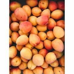 Online Orchards Dwarf Goldcot Apricot Tree Bare Root 9 Online Orchards Dwarf Goldcot Apricot Tree Bare Root -Online Orchards store online orchards fruit trees ftac001 4f 1000